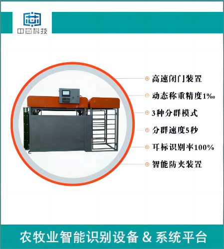 羊只全自动称重分群系统